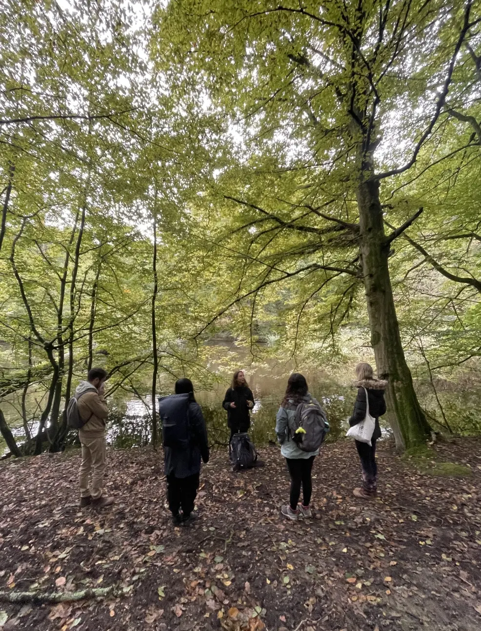 Forest Bathing for teams Brussels